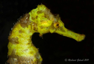 Portrait of a Yellow Seahorse-Bonaire by Richard Goluch 